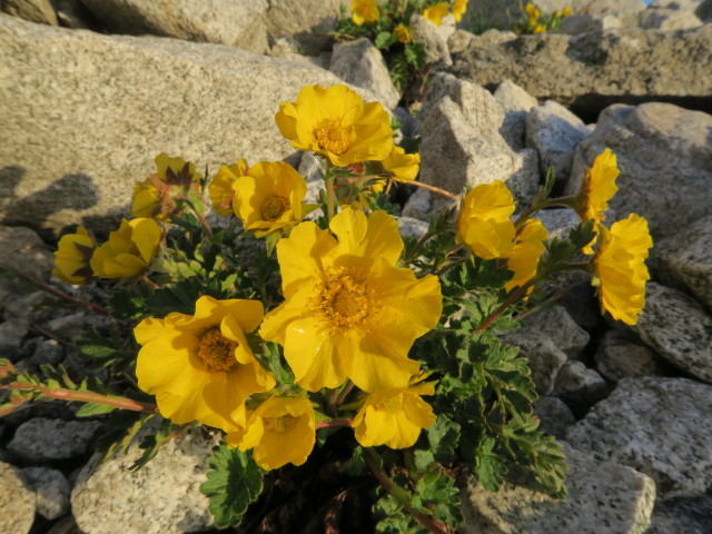 Weg 114 zwischen Barmer H&uuml;tte und J&auml;gerscharte (9. Juli)