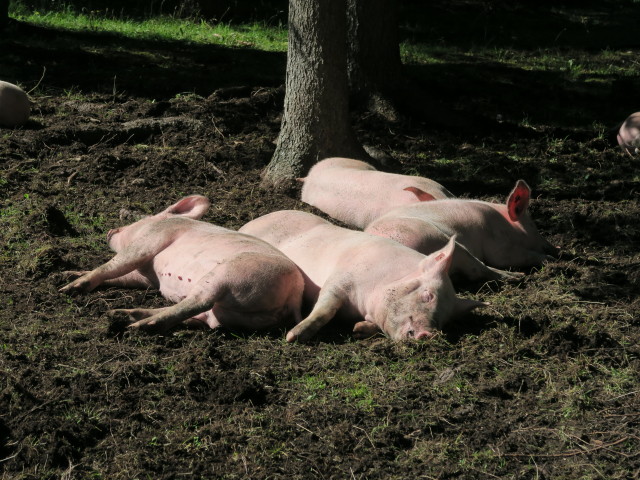 M&ouml;slalm, 1.262 m (29. Juli)