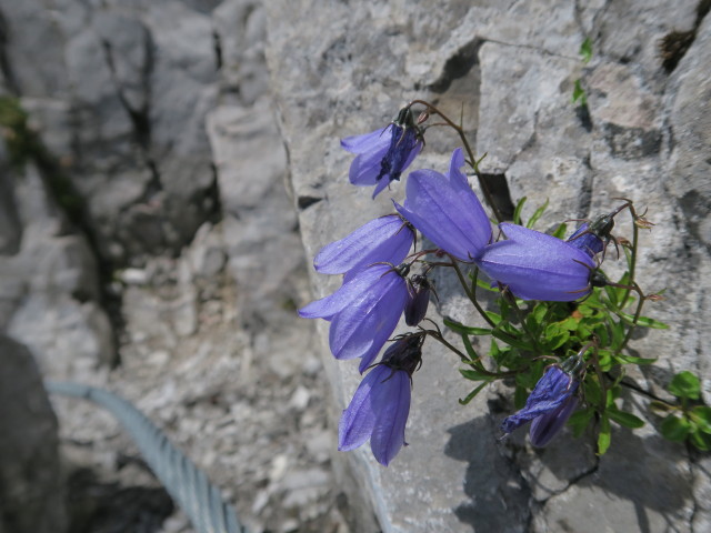 Innsbrucker Klettersteig: zwischen &Ouml;stlicher Sattelspitze und Westlicher Sattelspitze (30. Juli)