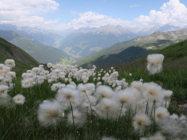 zwischen Schartl und Kellerbauer H&ouml;henweg (4. Aug.)