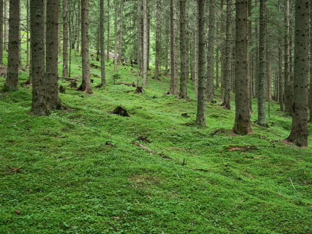 neben Weg 09 zwischen Schlatting und Murauer H&uuml;tte (12. Aug.)