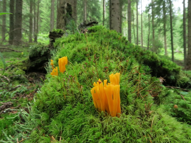 neben Weg 09 zwischen Schlatting und Murauer H&uuml;tte (12. Aug.)