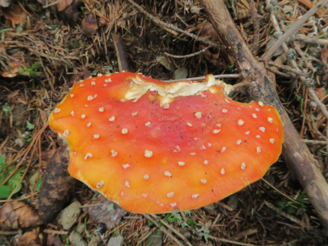 neben Weg 131 zwischen Kreischberg und Aunerh&uuml;tte (13. Aug.)