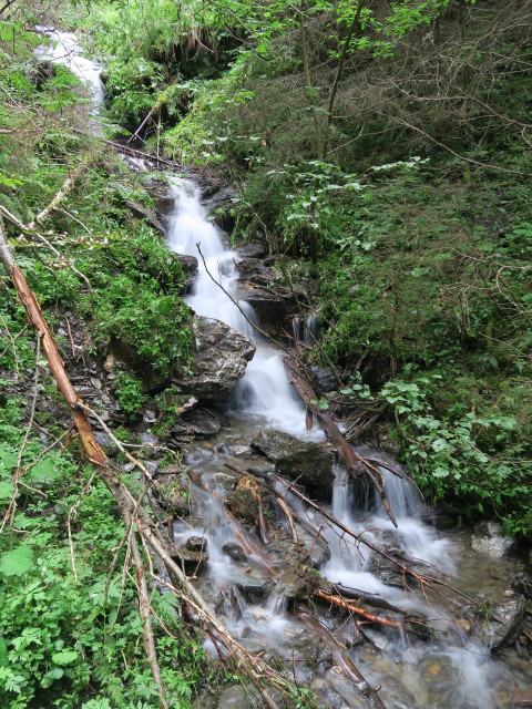 neben Weg 131 zwischen Kreischberg und Aunerh&uuml;tte (13. Aug.)
