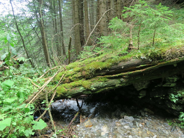 neben Weg 131 zwischen Kreischberg und Aunerhütte (13. Aug.)