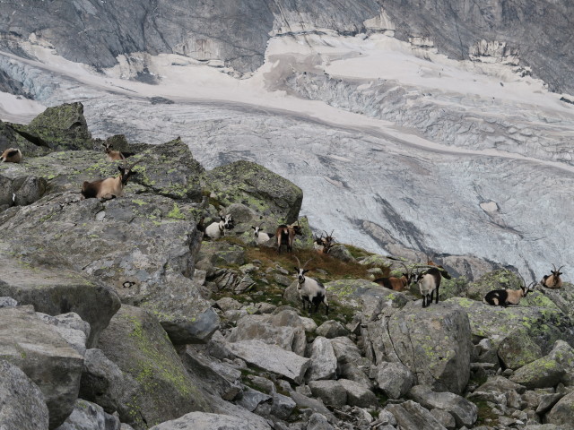 zwischen Furtschaglbach und Schlegeiskees (26. Aug.)