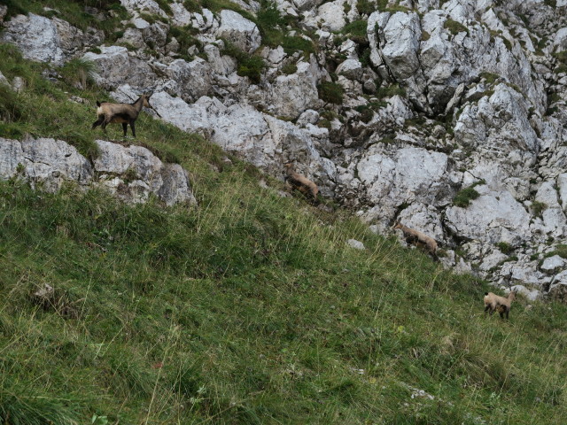 zwischen Schrotleitnerhütte und Geißhöhe (9. Sep.)