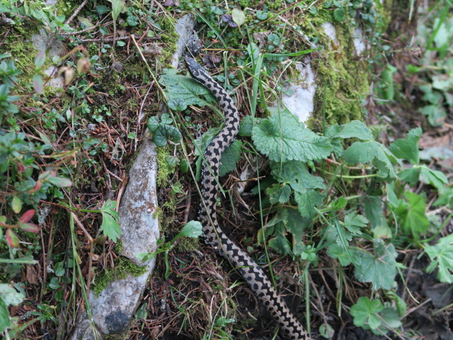 zwischen Ringkogel und Schwarzalm (9. Sep.)