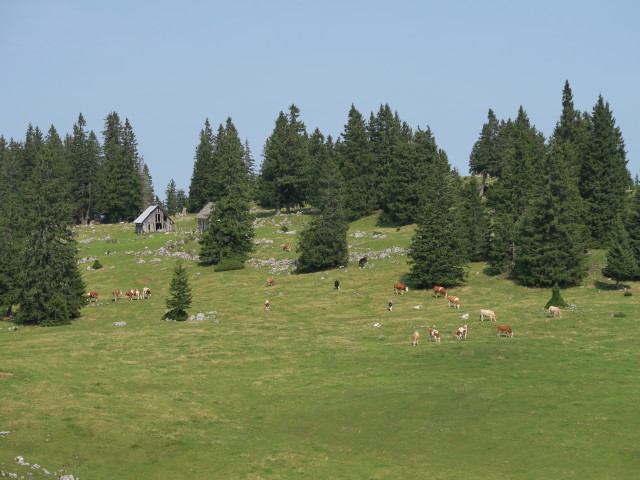 Wiesenalm, 1.486 m (9. Sep.)