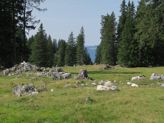 Wiesenalm (9. Sep.)