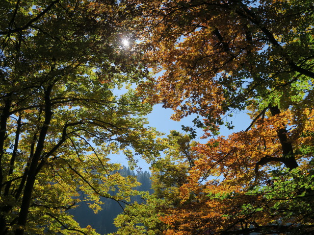 zwischen Hoher Knallalm und Großem Brettkogel (30. Sep.)