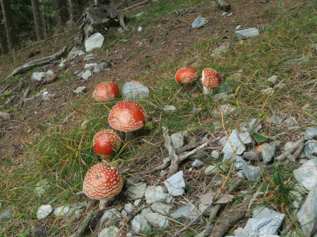 zwischen Bachingerbründl und Griesleitenhof