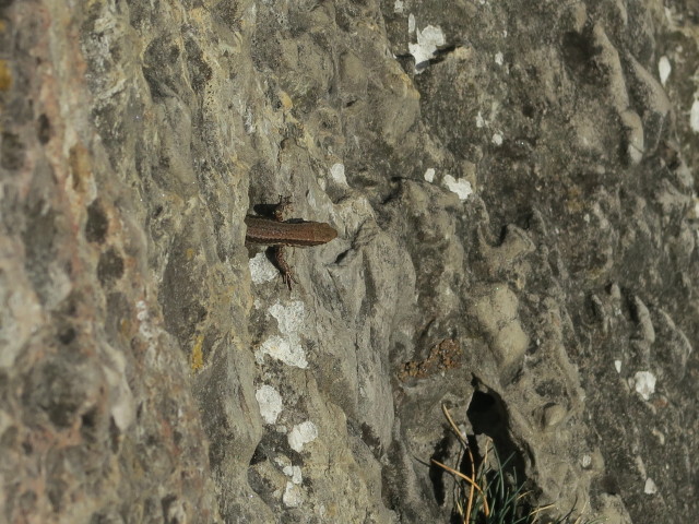 Pittentaler Klettersteig: erste Querung