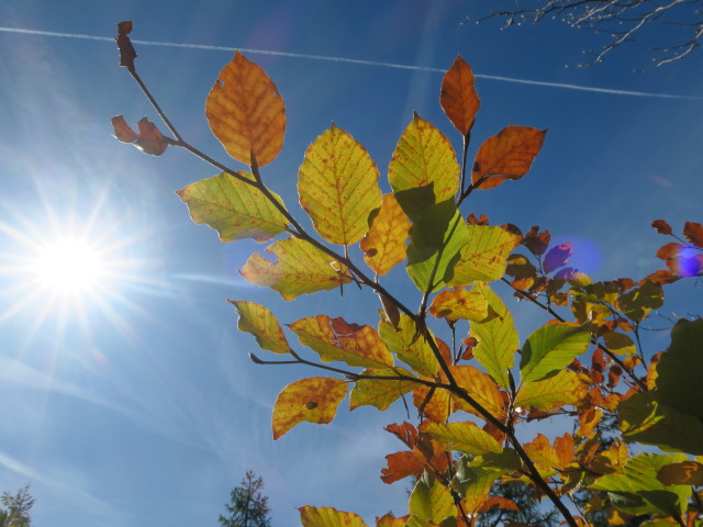 neben Weg 262 am Gei&szlig;r&uuml;cken
