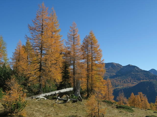 Stubh&ouml;he, 1.739 m (15. Okt.)