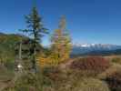 neben dem Salzburger Almenweg zwischen Lackenkogel und Hinterkogel (14. Okt.)