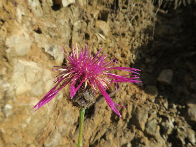 neben Weg 423 zwischen Hiaslalm und Offenseebach