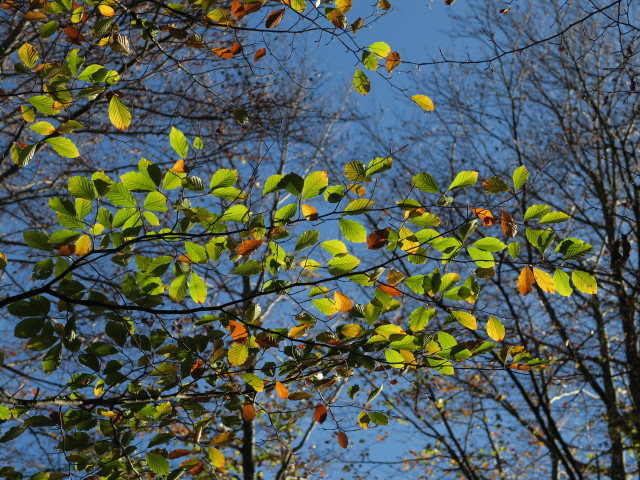 neben Weg 423 zwischen Hiaslalm und Offenseebach