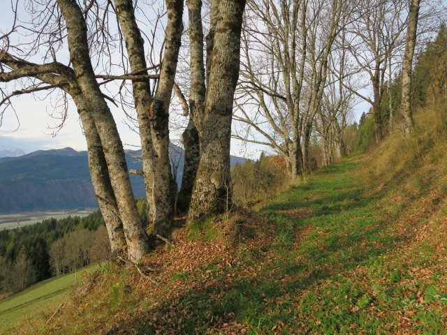 zwischen Oberhecher und Wertschacher Alm