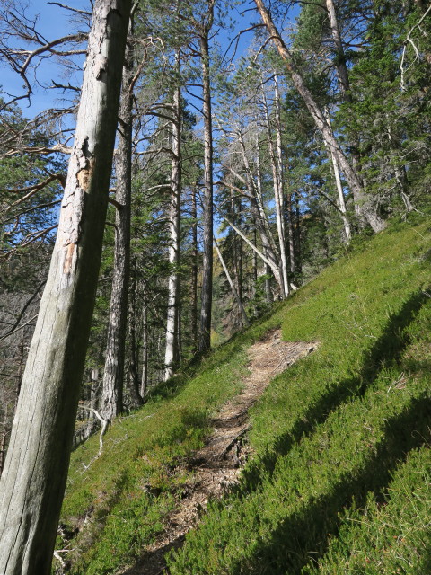 Weg 12 zwischen Zeber und Thomasstollen