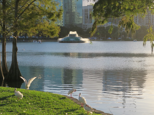 Lake Eola Park in Orlando (5. Nov.)