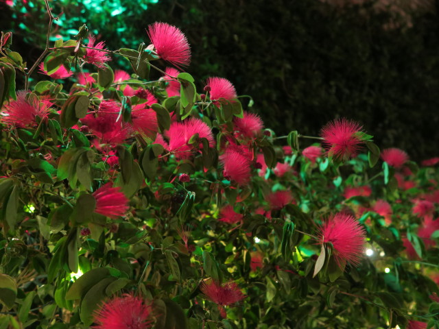 Pat O'Brian's Orlando am Universal City Walk Orlando (8. Nov.)