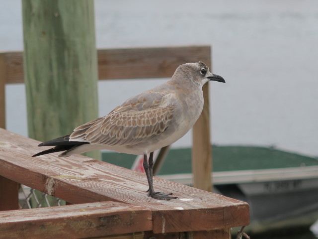 Historic Sponge Docks in Tarpon Springs (10. Nov.)