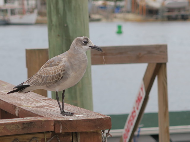 Historic Sponge Docks in Tarpon Springs (10. Nov.)