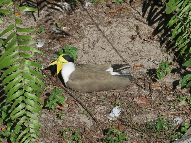 Sulawesi-Voliere in Tampa's Lowry Park Zoo (11. Nov.)