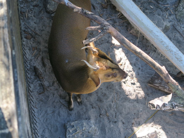 Muntjak in Tampa's Lowry Park Zoo (11. Nov.)