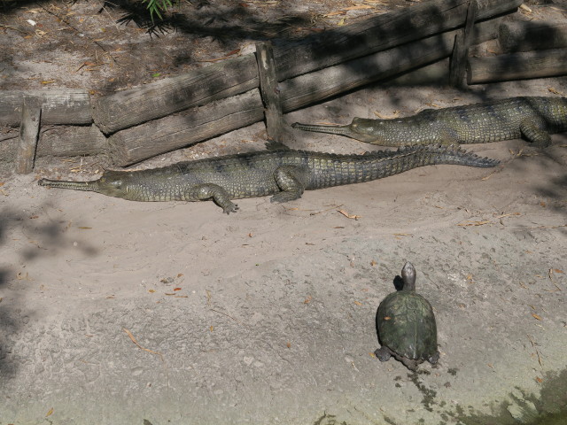 Gangesgavial in Tampa's Lowry Park Zoo (11. Nov.)