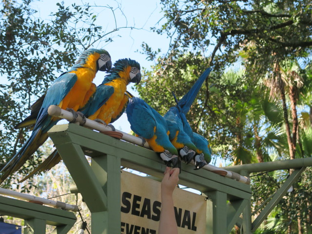 Gelbbrustaras in Tampa's Lowry Park Zoo (11. Nov.)