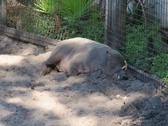 Hirscheber in Tampa's Lowry Park Zoo (11. Nov.)