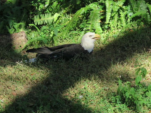 Wei&szlig;kopfseeadler in Tampa's Lowry Park Zoo (11. Nov.)