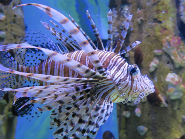 Feuerfisch in Tampa's Lowry Park Zoo (11. Nov.)