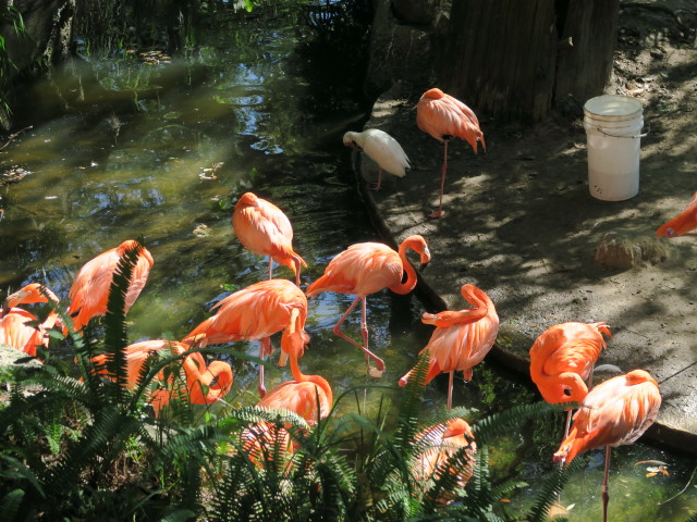 Flamingos in Tampa's Lowry Park Zoo (11. Nov.)