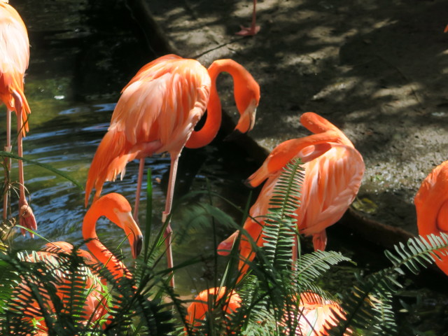 Flamingos in Tampa's Lowry Park Zoo (11. Nov.)