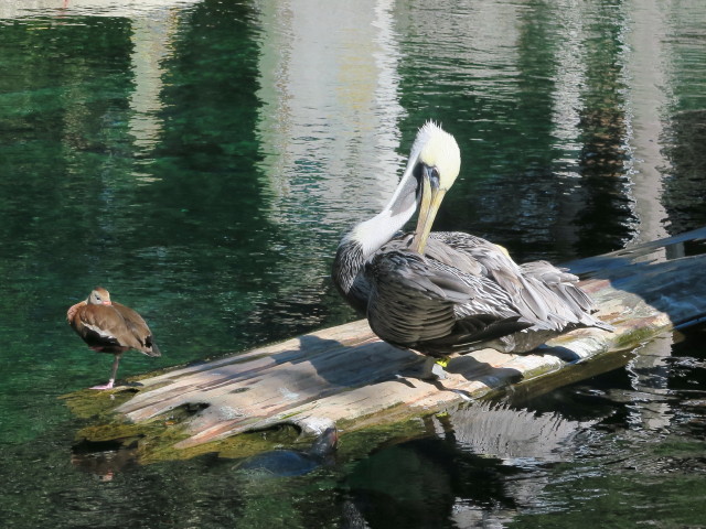 Pelikan in Tampa's Lowry Park Zoo (11. Nov.)