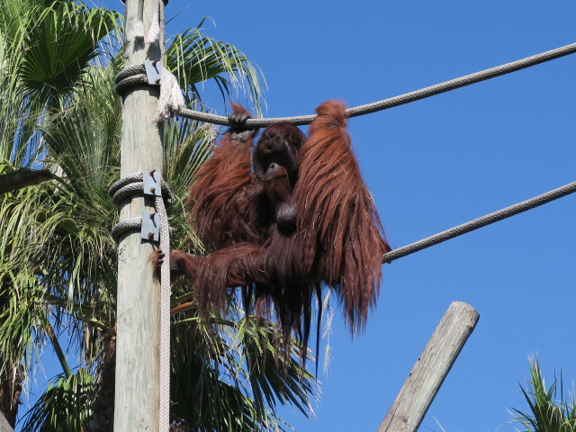 Orang-Utan in Tampa's Lowry Park Zoo (11. Nov.)