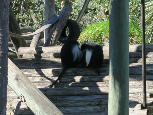 Schwarz-weißer Stummelaffe in Tampa's Lowry Park Zoo (11. Nov.)