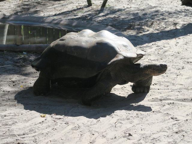 Riesenschildkr&ouml;te in Tampa's Lowry Park Zoo (11. Nov.)