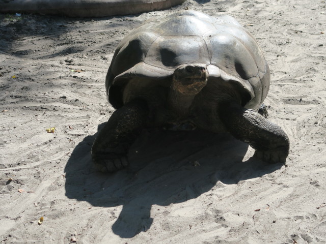 Riesenschildkröte in Tampa's Lowry Park Zoo (11. Nov.)