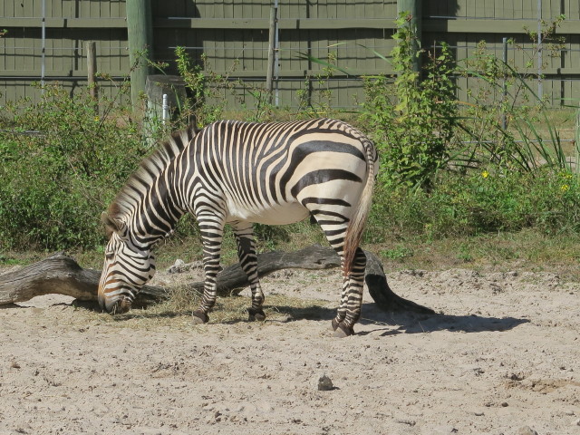 Bergzebra in Tampa's Lowry Park Zoo (11. Nov.)