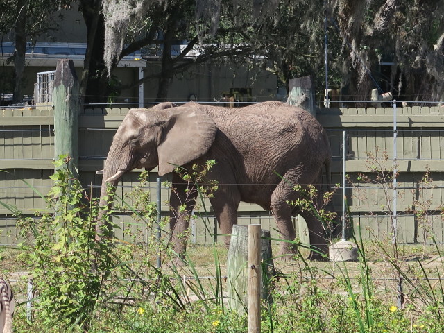 Afrikanischer Elefant in Tampa's Lowry Park Zoo (11. Nov.)