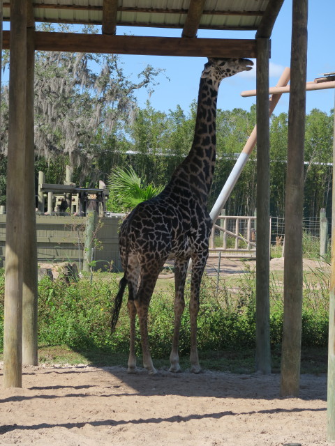 Giraffe in Tampa's Lowry Park Zoo (11. Nov.)