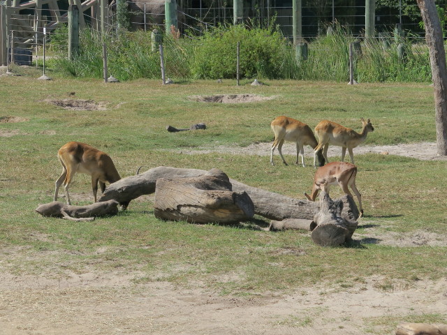 Antilopen in Tampa's Lowry Park Zoo (11. Nov.)