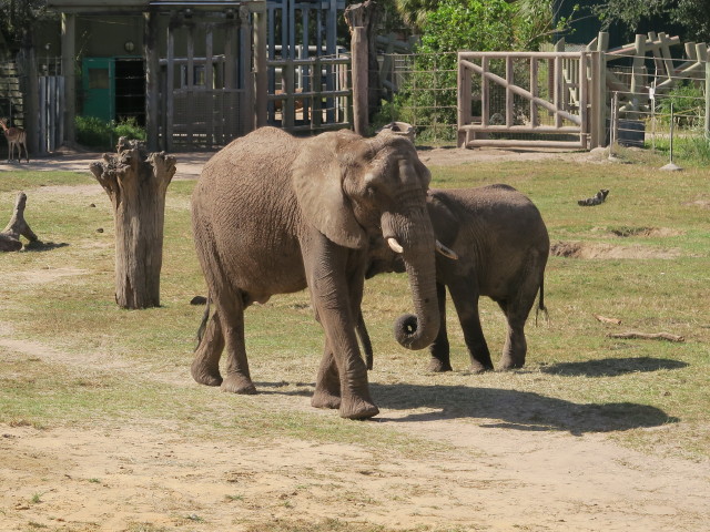 Afrikanische Elefanten in Tampa's Lowry Park Zoo (11. Nov.)