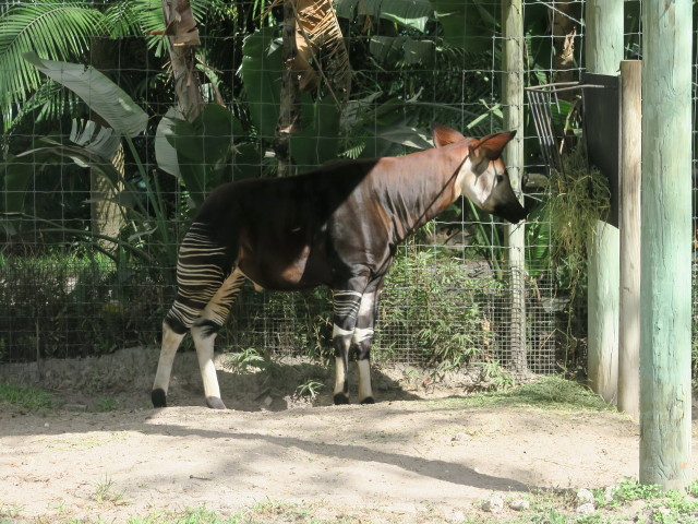 Okapi in Tampa's Lowry Park Zoo (11. Nov.)