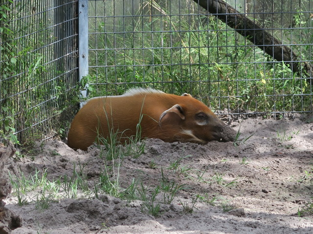 Pinselohrschwein in Tampa's Lowry Park Zoo (11. Nov.)