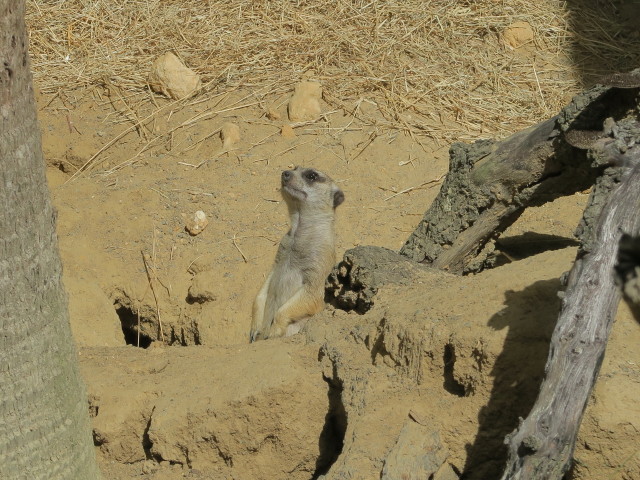 Erdm&auml;nnchen in Tampa's Lowry Park Zoo (11. Nov.)